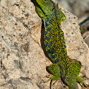 Lagarto ocelado