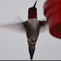 Ruby Throated Hummingbird