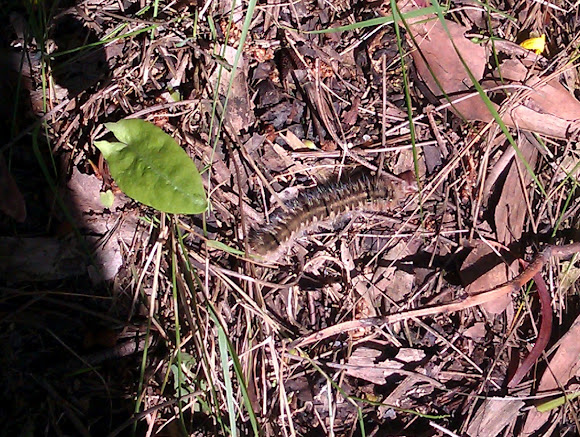 Spotting Image 1