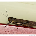 Giant Grasshopper