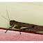Giant Grasshopper