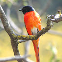 Scarlet Minivet (Male)