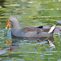Dusky Moorhen
