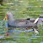 Dusky Moorhen