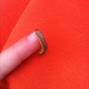 Caterpillar