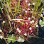 Spatulate-Leaved Sundews