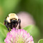 Bumblebee