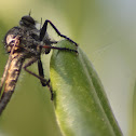 robberfly