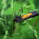 Red-Necked Footman