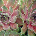 Succulents