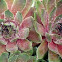 Succulents