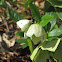 Small Cabbage White