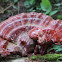 shelf fungi