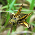 Yellow-banded Dart