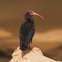 Northern Bald Ibis