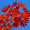 Japanese Maple