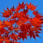 Japanese Maple