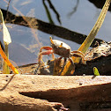 crabs