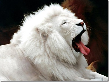 whitelion