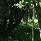 White-tailed Deer