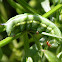 humming-bird hawk-moth caterpillar