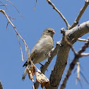 Lawrence's Goldfinch (female)