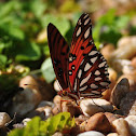 Gulf Fritillary Butterfly