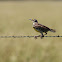 Eastern meadowlark