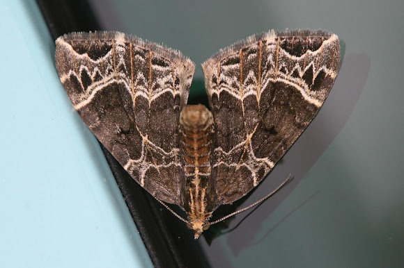 Spotting Image 1