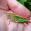 Northern Green-striped Grasshopper