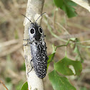 Eyed Click Beetle
