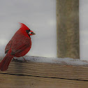Northern Cardinal