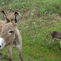 Donkey