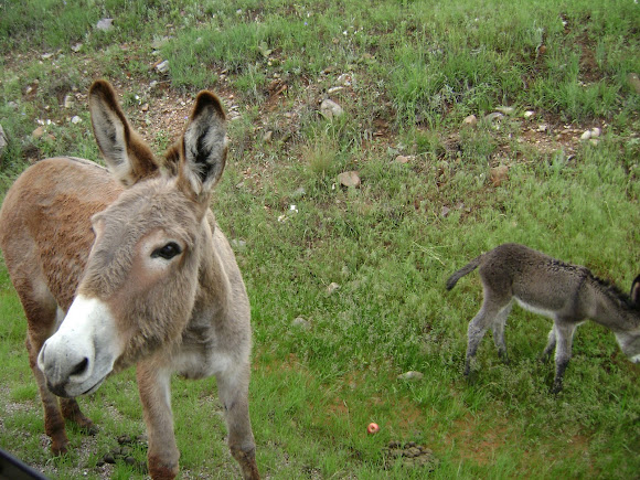 Spotting Image 1