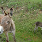 Donkey