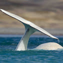 Beluga whale