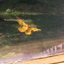 Xanthotype Moth