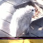 Possum