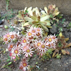 Hens and Chicks