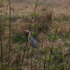 Blue heron
