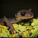 Northern Gray-cheeked Salamander