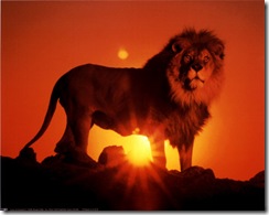 Lion-at-Sunset