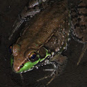 Northern green frog