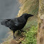 Raven
