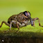 Weevil