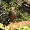 Chalk-browed Mockingbird, Sabiá-do-Campo