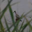 Lesser Yellowlegs