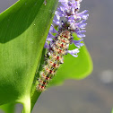 Smartweed caterpillar