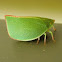 Siphanta acuta