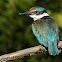 Sacred Kingfisher